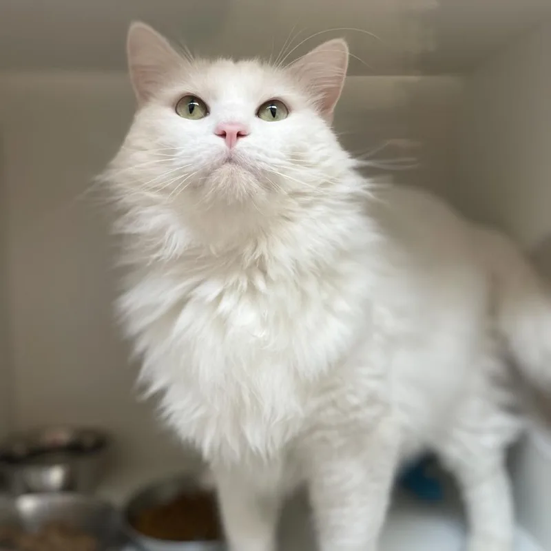 An adult large-sized male White Domestic Long Hair cat named Windu for adoption in Champaign, IL