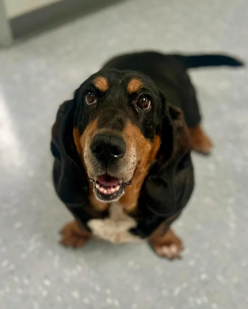 An adult large-sized female Tricolor (Brown, Black, & White) Basset Hound dog named Perdita for adoption in New Philadelphia, OH