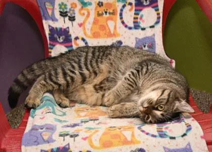 An adult medium-sized male Domestic Short Hair cat named Apple for adoption in Baton Rouge, LA