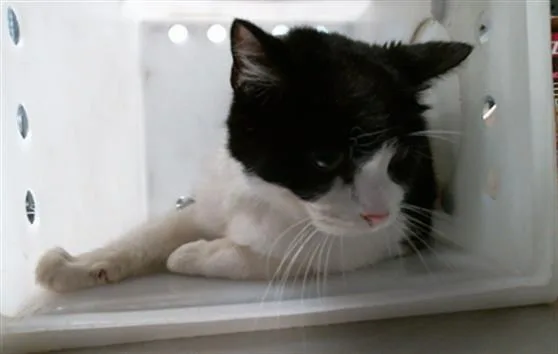 A senior medium-sized female Domestic Medium Hair cat named Patty for adoption in Houston, TX