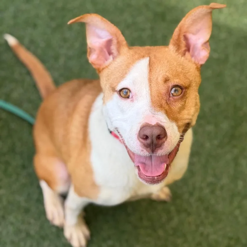 An adult medium-sized female Yellow / Tan / Blond / Fawn Mixed Breed dog named Pinky for adoption in Asheville, NC