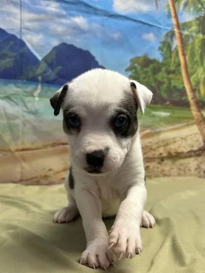 A baby small-sized female Terrier dog named Fallyn for adoption in San Antonio, TX