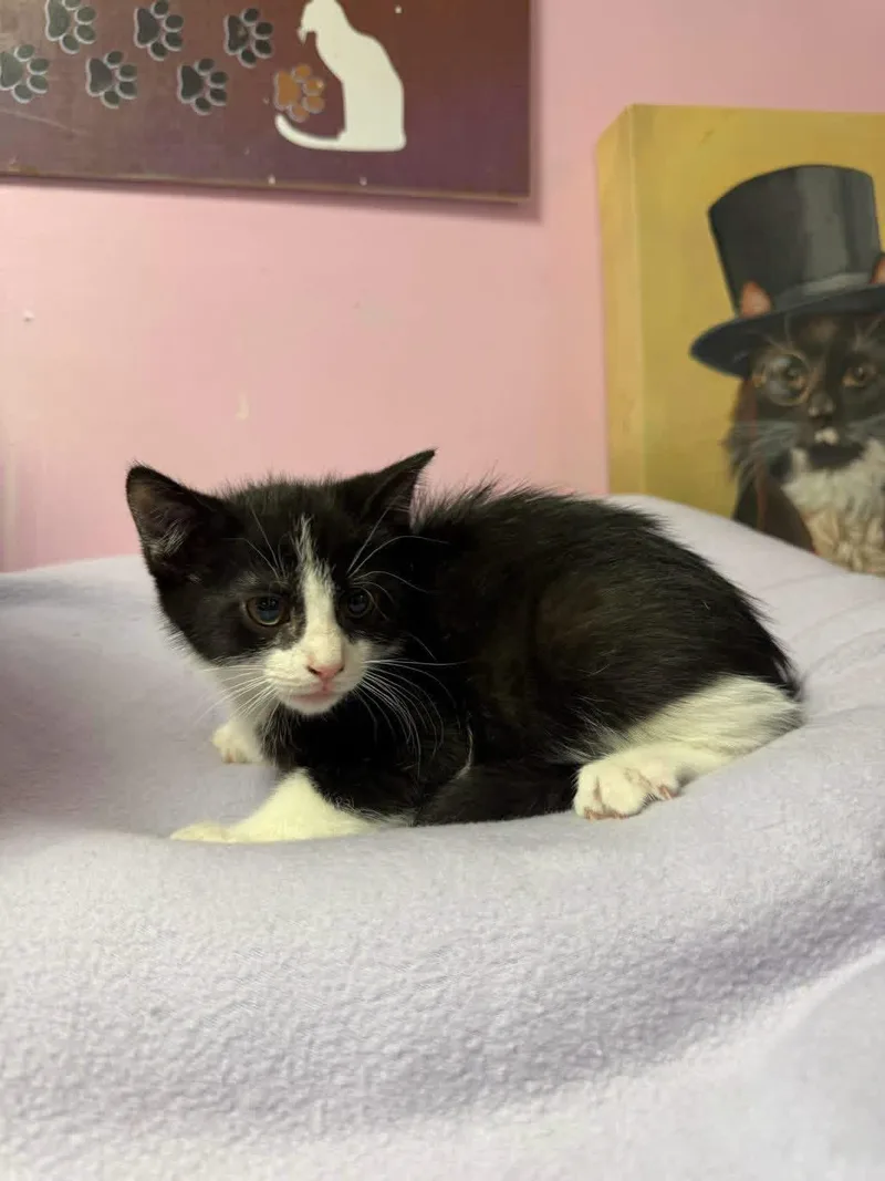 A young small-sized female Black & White / Tuxedo Domestic Short Hair cat named Pralines and Cream for adoption in Freeport, NY