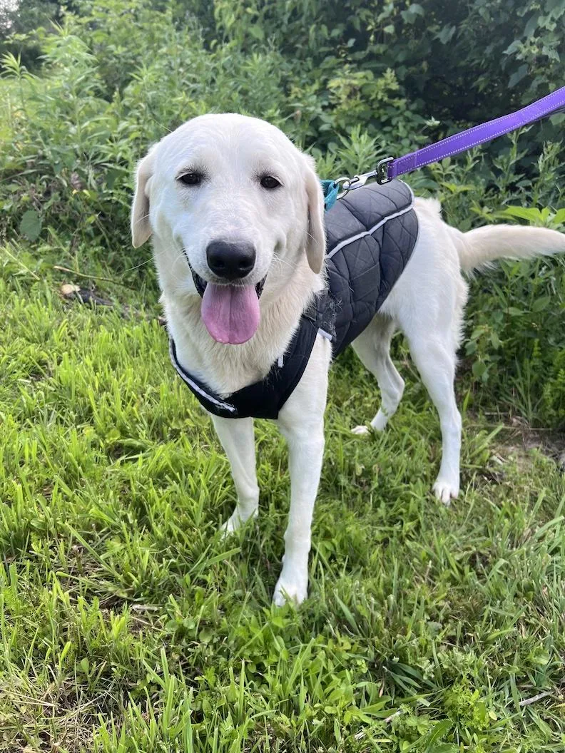 An adult medium-sized male Yellow / Tan / Blond / Fawn Yellow Labrador Retriever dog named Winston ChurchillNot Accepting Applications for adoption in Medina, OH