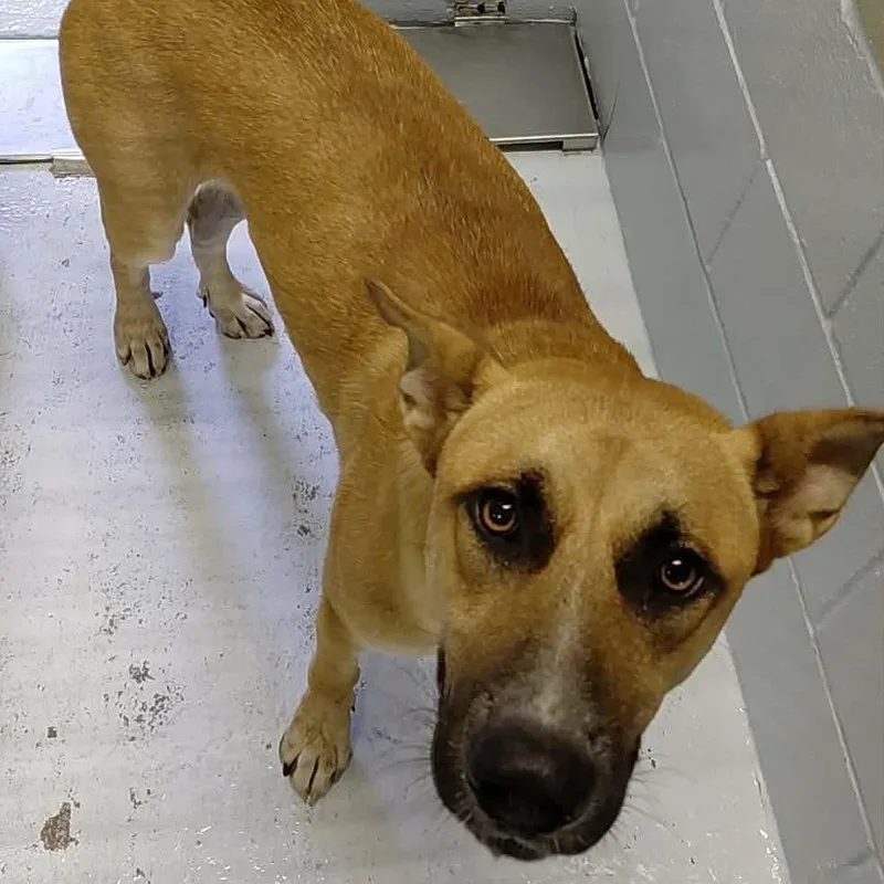 An adult large-sized male Yellow / Tan / Blond / Fawn Shepherd dog named Mopad for adoption in Bastrop, TX