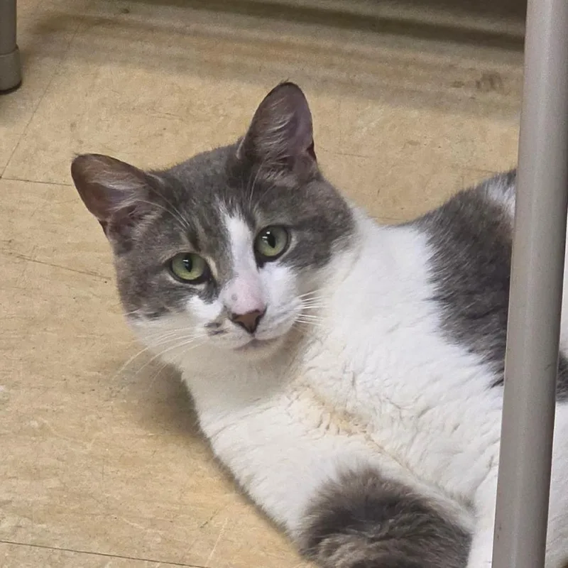 A young small-sized male Gray / Blue / Silver Domestic Short Hair cat named Viper for adoption in Manheim, PA