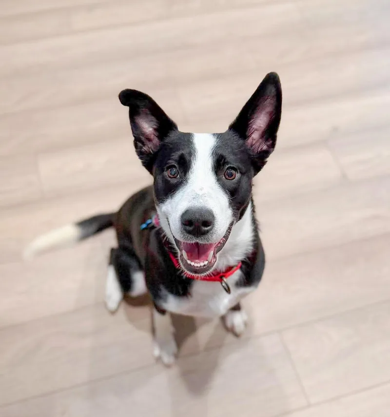 An adult medium-sized female White / Cream Border Collie dog named Luna for adoption in Fort Worth, TX