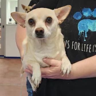 A young small-sized male Yellow / Tan / Blond / Fawn Chihuahua dog named Frank A for adoption in Mission Hills, CA