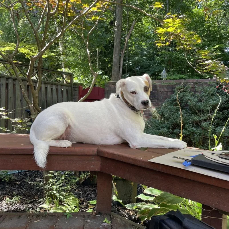 Cooper Aka Jack A thumbnail 2