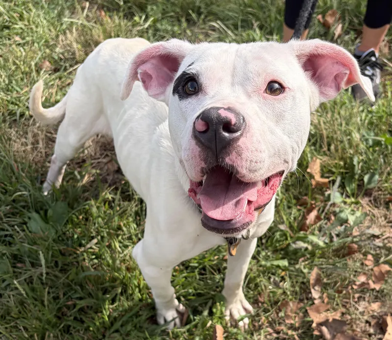 A young medium-sized female White / Cream Mixed Breed dog named Lilo for adoption in McKeesport, PA