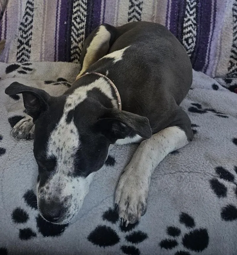 A baby medium-sized female Tricolor (Brown, Black, & White) Boston Terrier dog named Bianca for adoption in Colorado Springs, CO