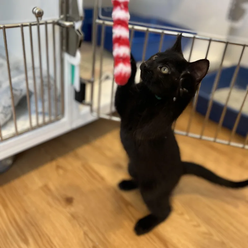 A baby small-sized female Black American Shorthair cat named Study for adoption in Hull, MA
