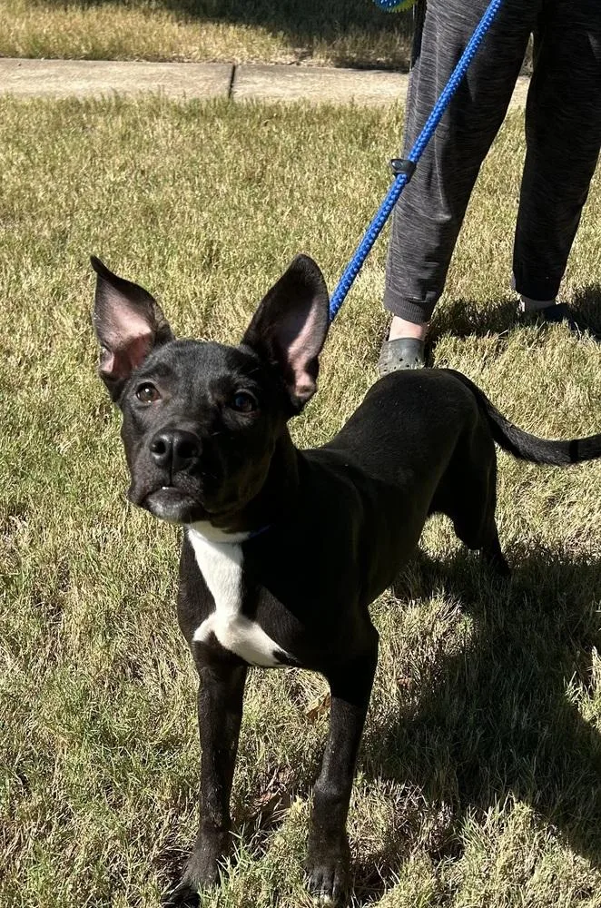A baby medium-sized male Cattle Dog dog named Nibs brother of for adoption in Horn Lake, MS
