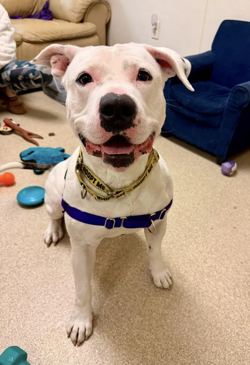 A young large-sized female White / Cream Bull Terrier dog named Rogue for adoption in Attleboro, MA