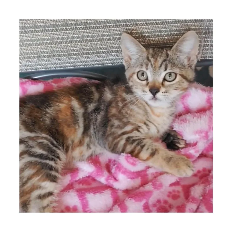A baby small-sized female Brown / Chocolate Domestic Short Hair cat named Syd Hibiscus for adoption in San Pedro, CA