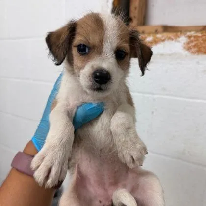 A baby small-sized female Poodle dog named Nugget for adoption in Morton Grove, IL