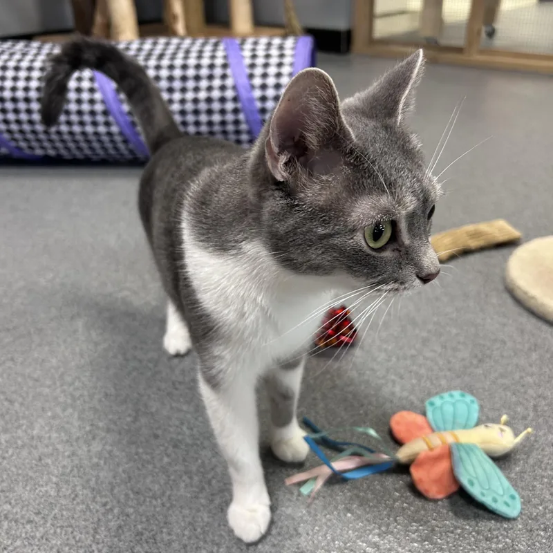 A young medium-sized female Domestic Short Hair cat named Regina for adoption in Chisholm, MN
