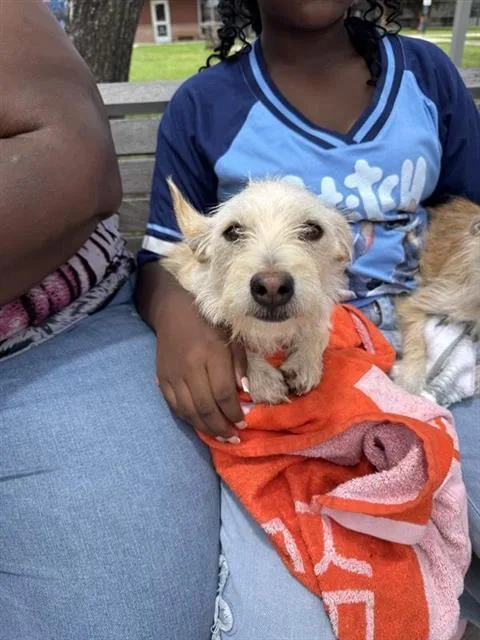 A young small-sized male Terrier dog named Mello for adoption in San Antonio, TX