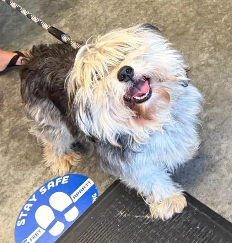 An adult medium-sized male Havanese dog named Skip for adoption in Neosho, MO