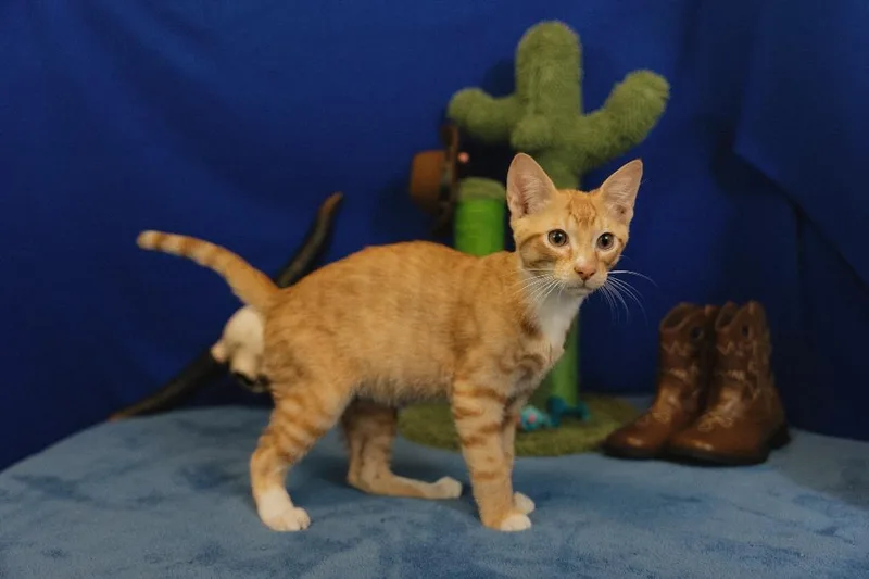 A baby medium-sized male Domestic Short Hair cat named Robert for adoption in Roanoke, TX