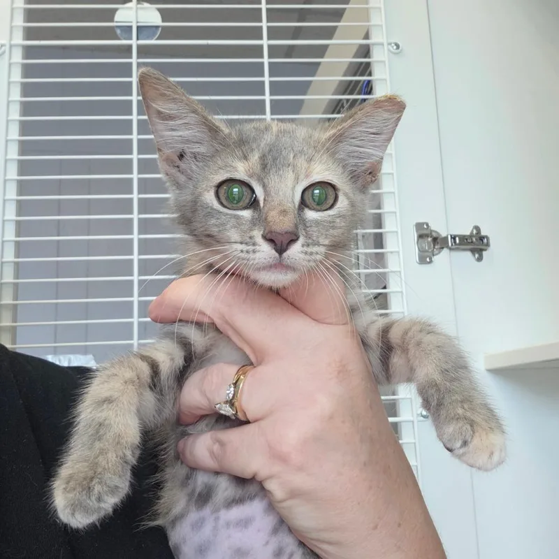 A baby small-sized female Gray / Blue / Silver Domestic Short Hair cat named Breezy for adoption in Port Richey, FL