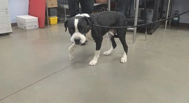 An adult large-sized male Pit Bull Terrier dog named Ichabod for adoption in Phoenix, AZ