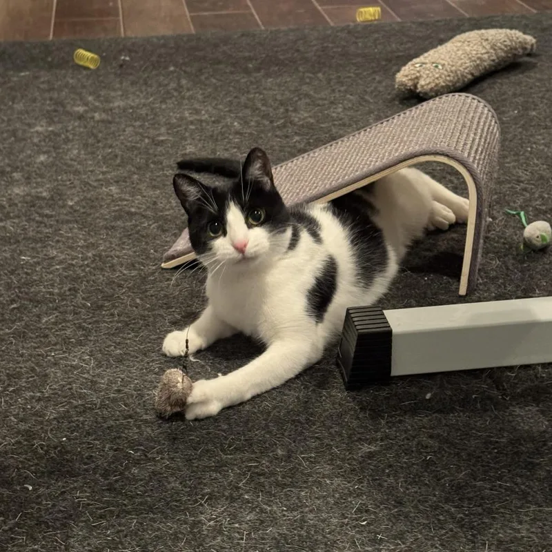 An adult medium-sized female Black Domestic Short Hair cat named Poquita & Lali for adoption in Ashland, MA