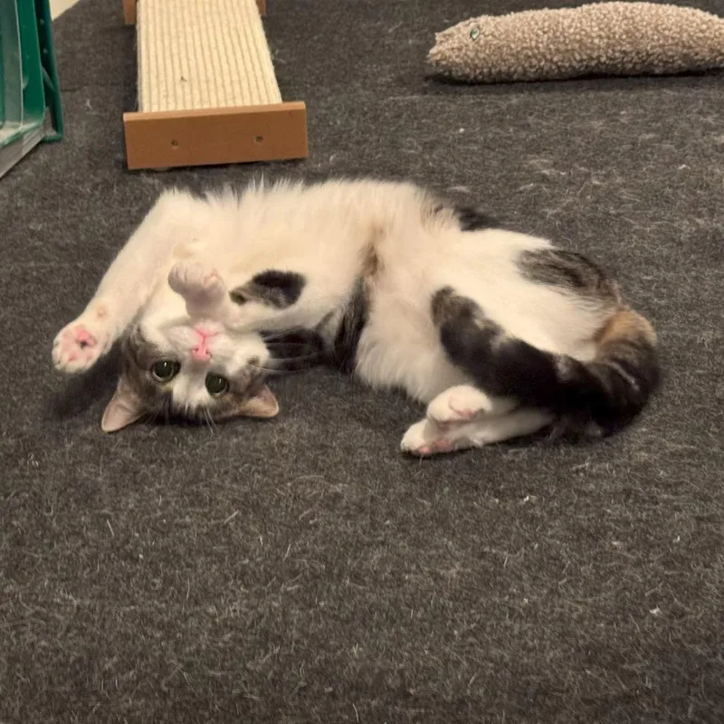 Poquita & Lali thumbnail 2