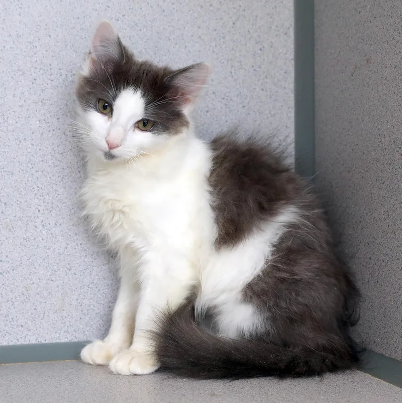A baby medium-sized female Gray & White Domestic Long Hair cat named Heidi for adoption in Lambertville, NJ