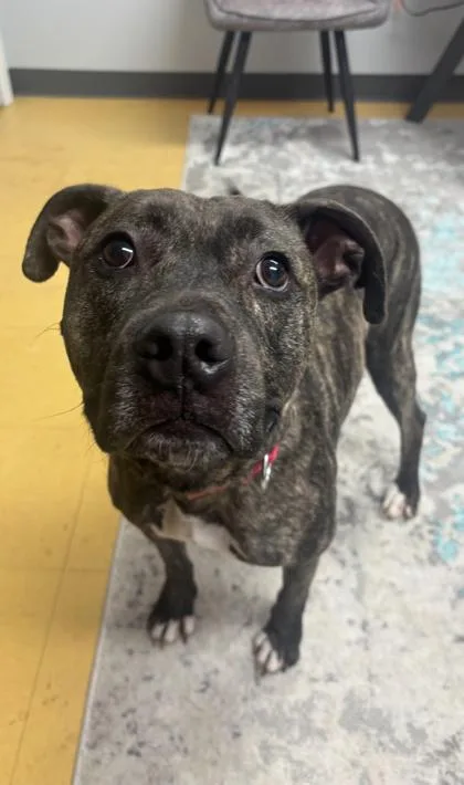An adult large-sized male Mixed Breed dog named Loki for adoption in Cincinnati, OH
