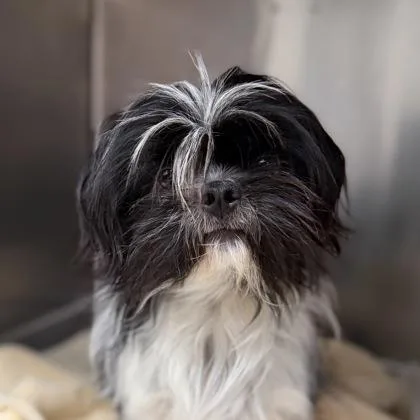 A baby small-sized female Shih Tzu dog named Shinx for adoption in Sacramento, CA
