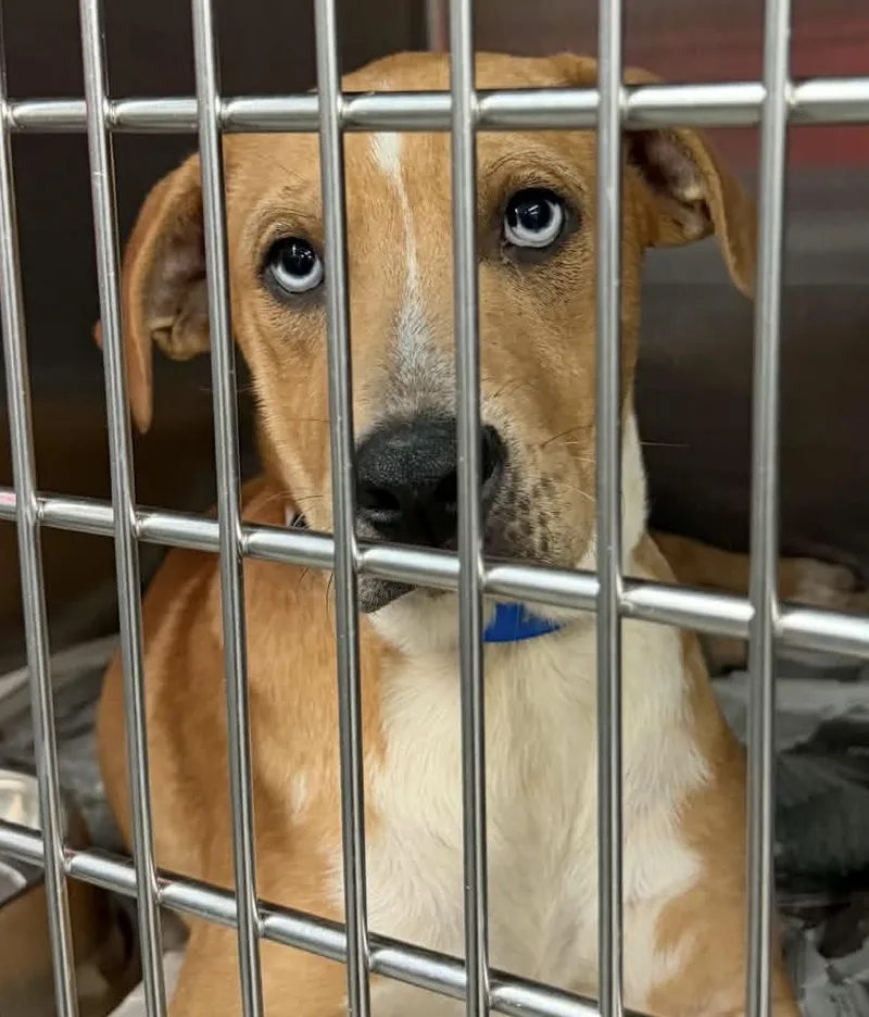A baby medium-sized male Labrador Retriever dog named Sprout for adoption in Parma, OH