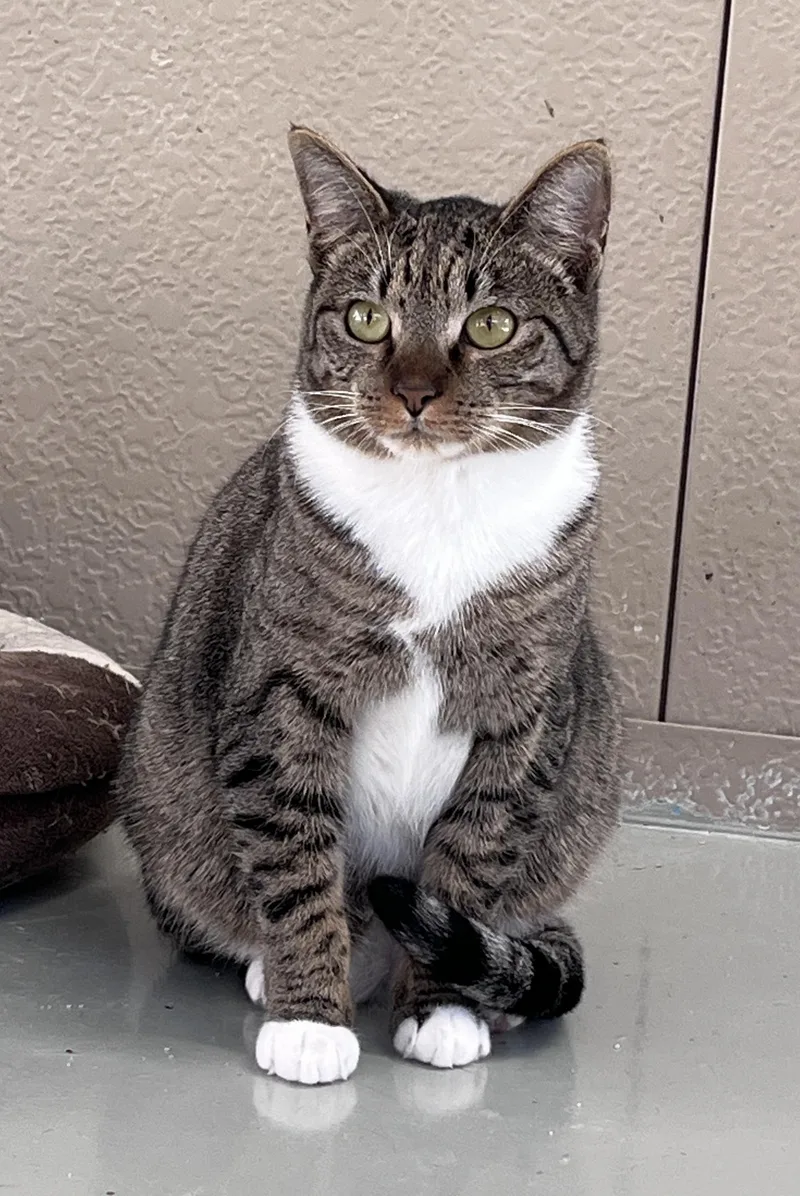 An adult medium-sized male Tabby (Brown / Chocolate) Domestic Short Hair cat named O'malley for adoption in Cashiers, NC