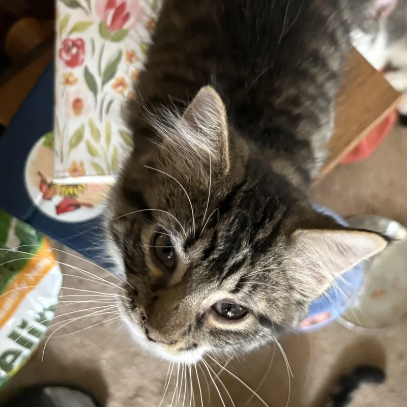 A baby medium-sized female Domestic Long Hair cat named Susie for adoption in Honeoye, NY