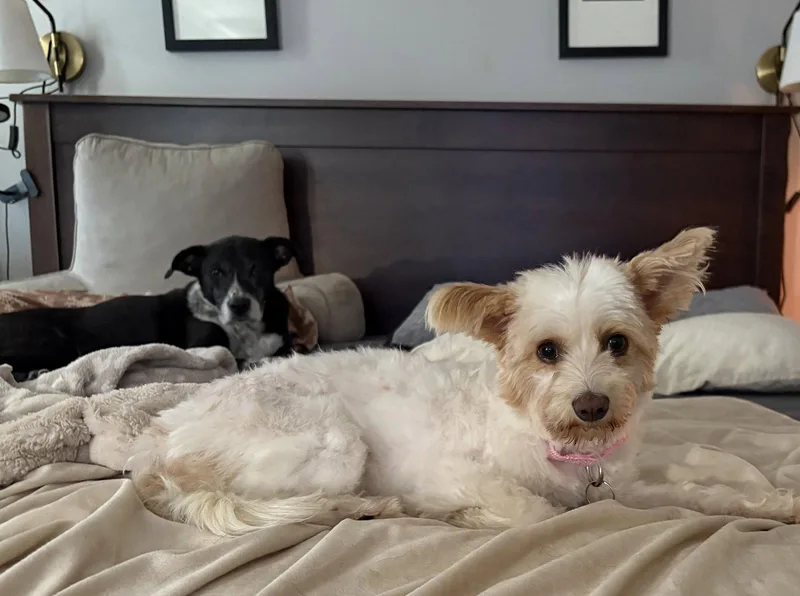 An adult small-sized female Silky Terrier dog named Mila Grace for adoption in Alpharetta, GA