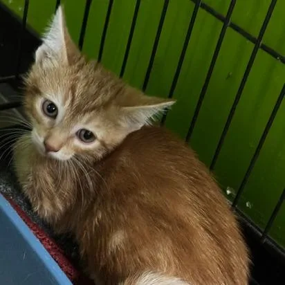 A baby small-sized male Orange / Red Domestic Short Hair cat named Brendon for adoption in Edwardsville, IL