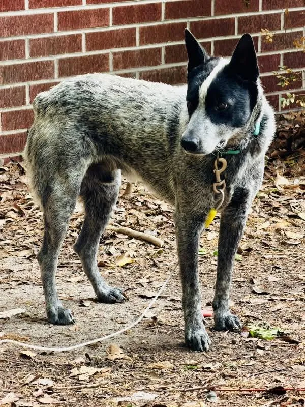 A young medium-sized male Black Australian Cattle Dog / Blue Heeler dog named Dawson for adoption in Moyock, NC