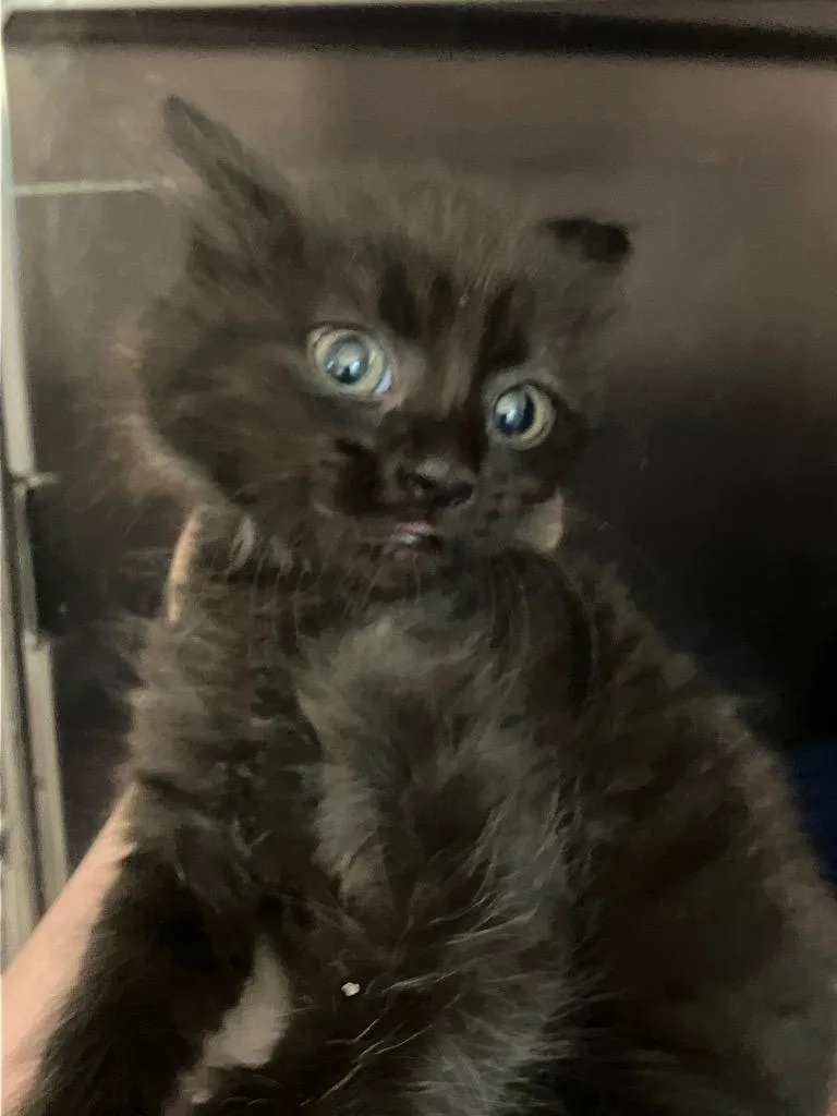 A baby medium-sized female Black Domestic Short Hair cat named Nova for adoption in Heathsville, VA