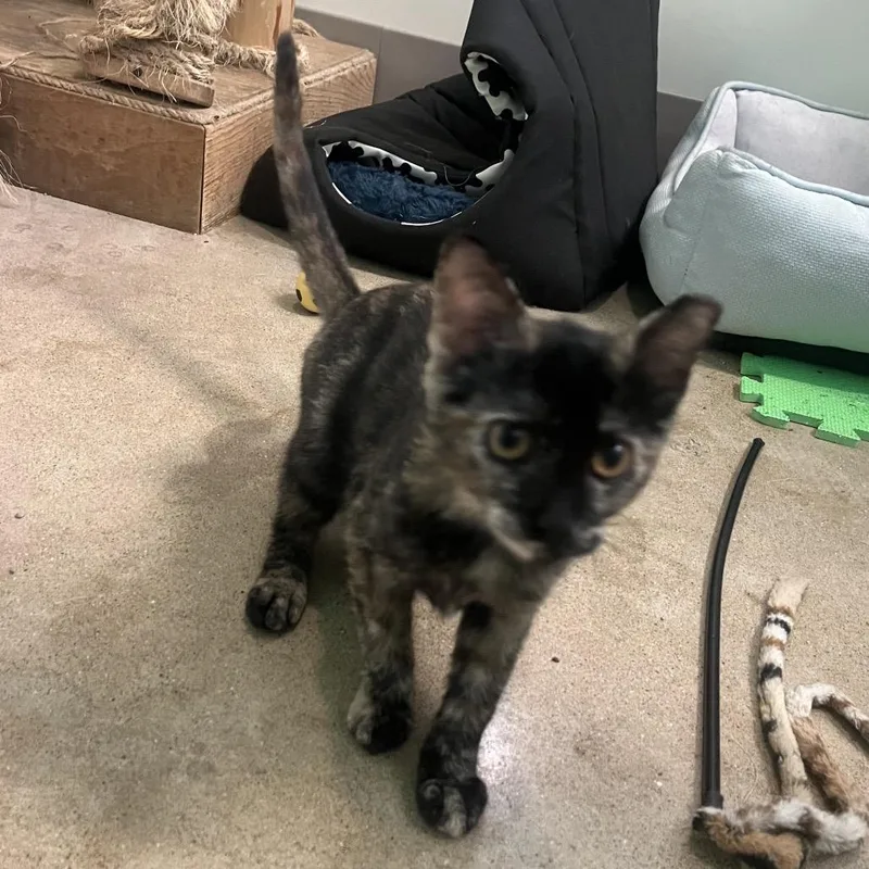 A baby small-sized female Tortoiseshell Domestic Short Hair cat named Victortia for adoption in Chicago, IL