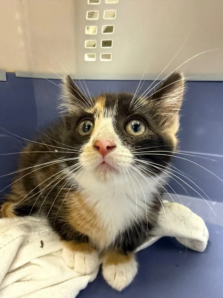 A baby medium-sized female Domestic Short Hair cat named Tiana for adoption in Pomona, NY