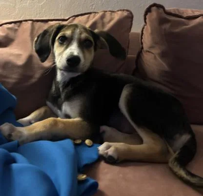 A baby medium-sized female Shepherd dog named Brinley for adoption in Broomfield, CO