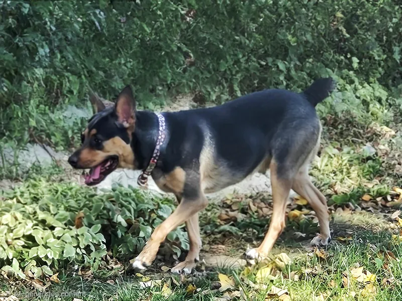 A young medium-sized female Bicolor Mixed Breed dog named Samantha aka Sammie for adoption in Delphi, IN