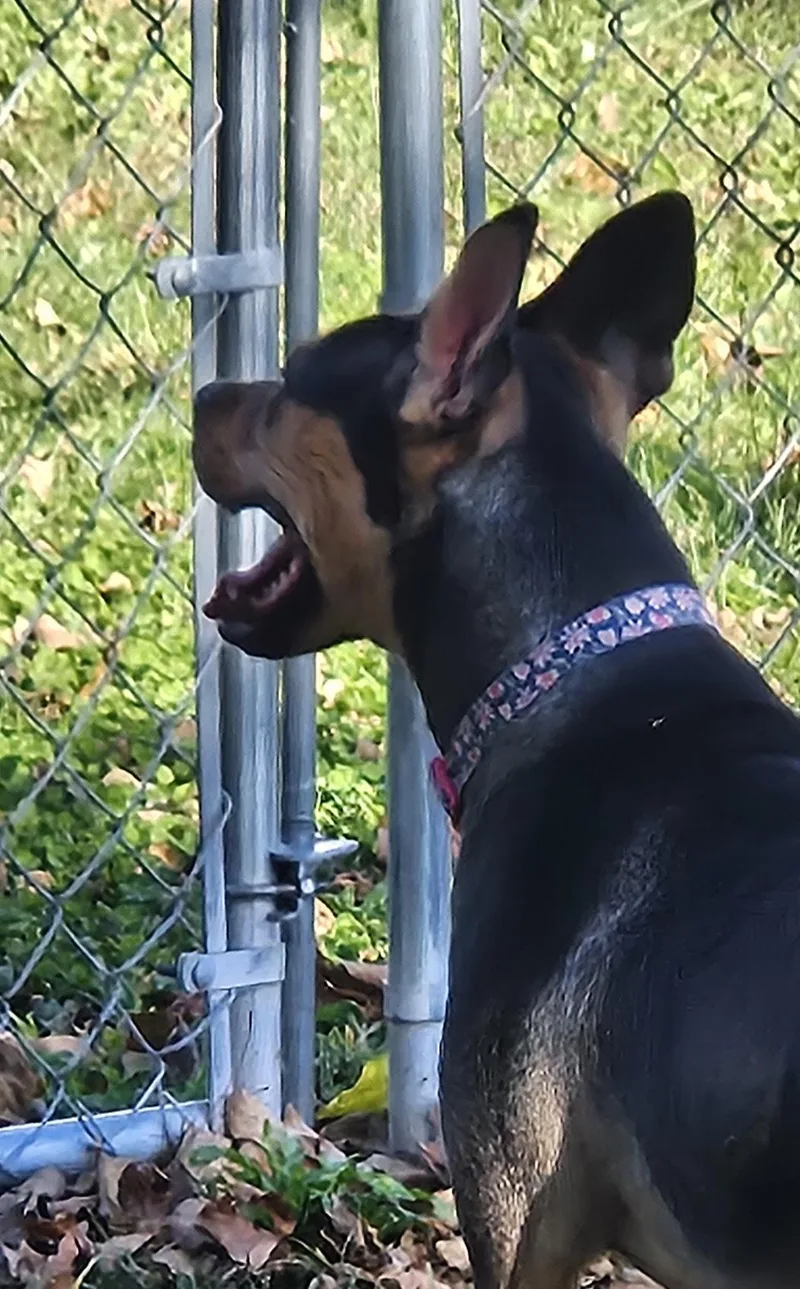 Samantha aka Sammie thumbnail 4