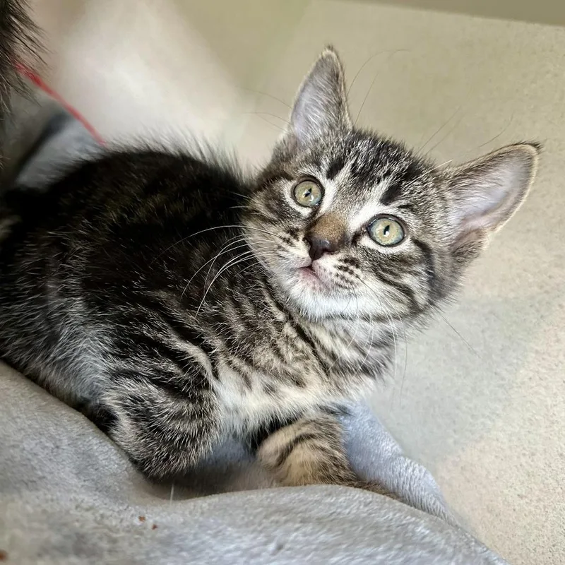 A baby small-sized female Domestic Short Hair cat named Louise for adoption in Durango, CO