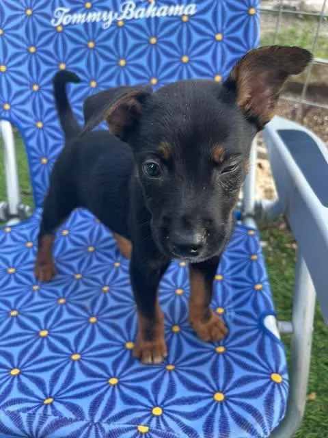 Moana