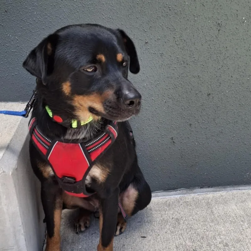 Rusty Mc thumbnail 3