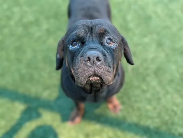 An adult large-sized female Rottweiler dog named Lily for adoption in Dallas, TX