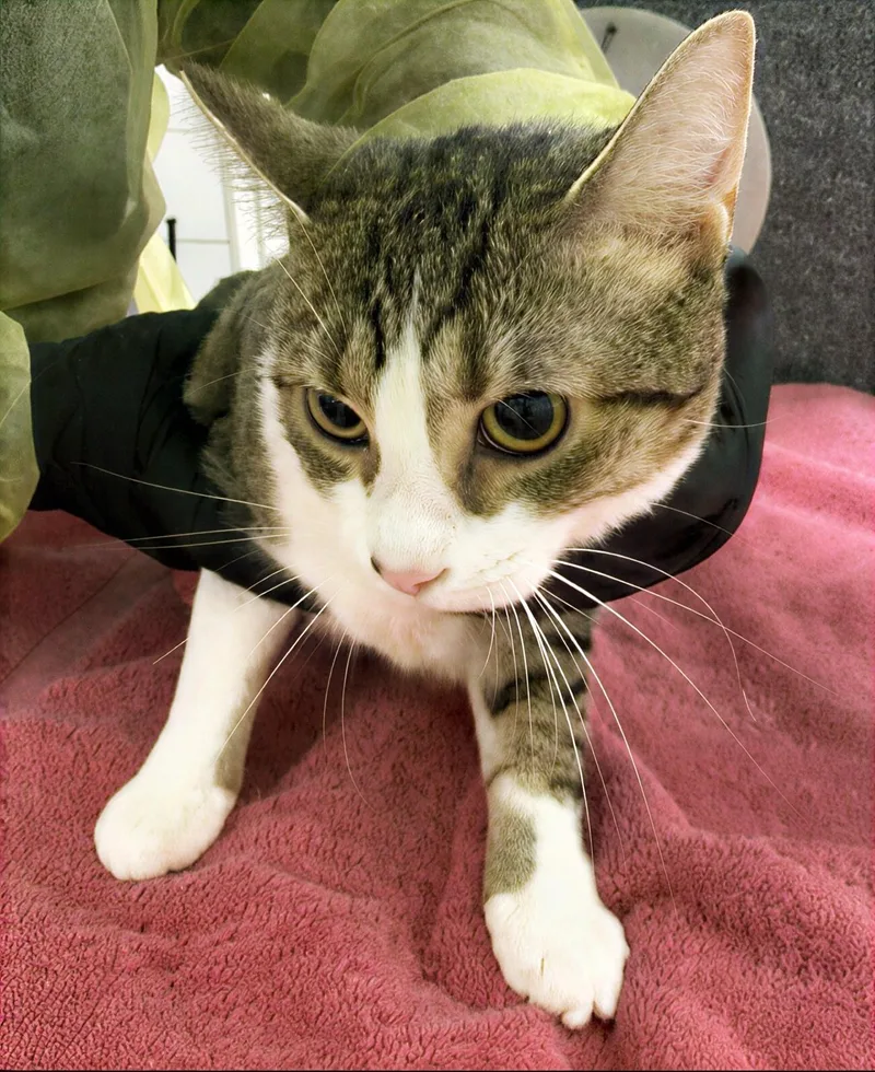 An adult medium-sized female Tabby (Gray / Blue / Silver) Domestic Short Hair cat named Bonita for adoption in Nashville, TN