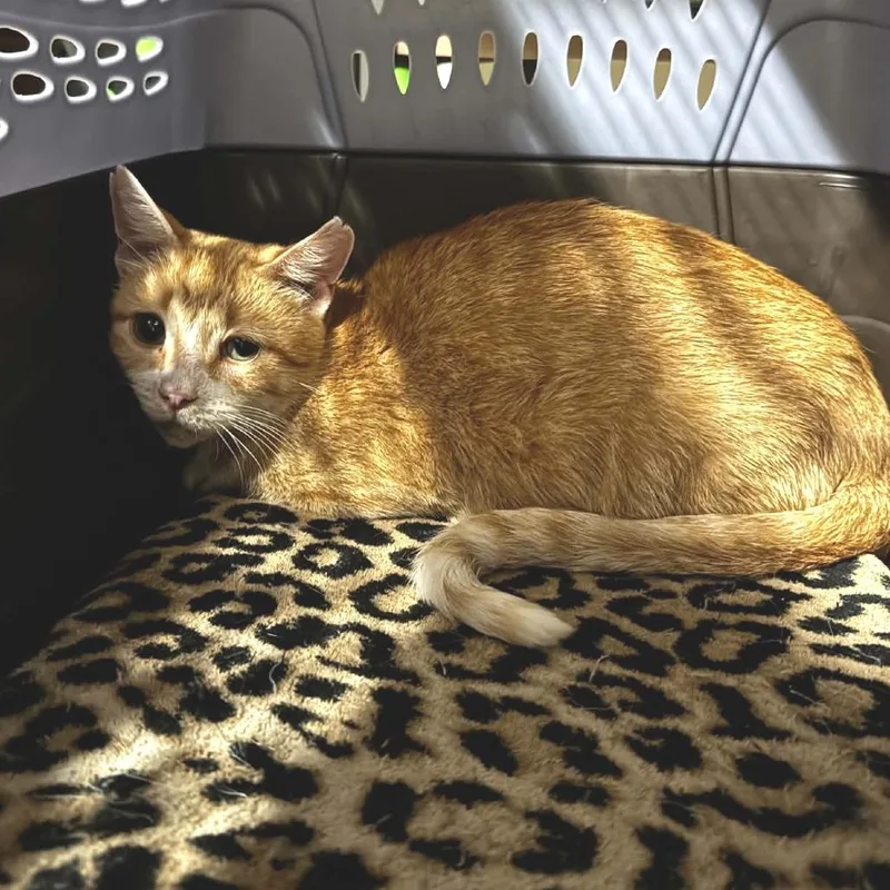 An adult small-sized female Orange / Red Domestic Short Hair cat named Pennie for adoption in Minneapolis, MN