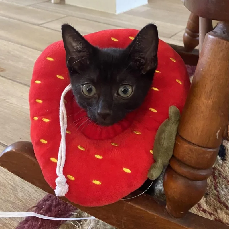 A baby small-sized male Black Domestic Short Hair cat named Sirius Black for adoption in Prosper, TX